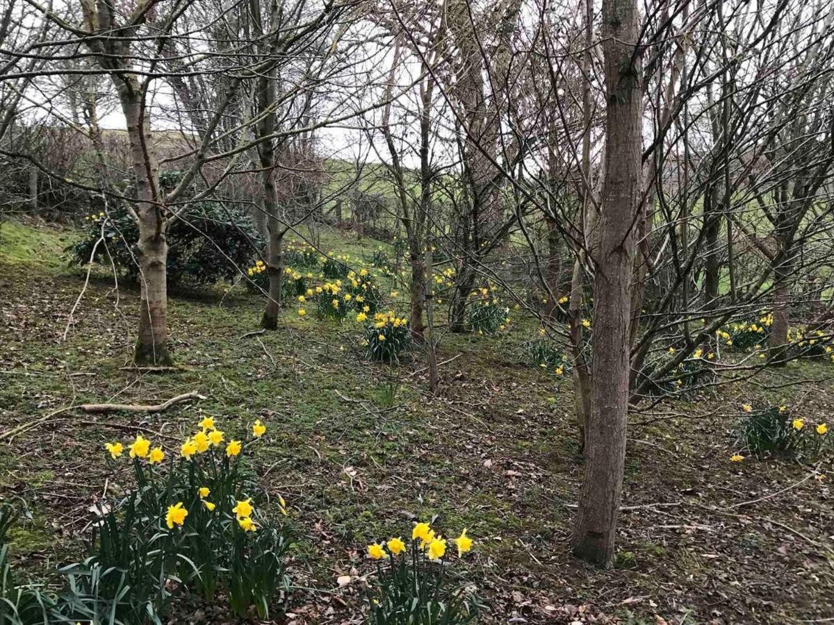 Cosy Cottage For Ecotourism Lovers Near Corwen Eksteriør bilde